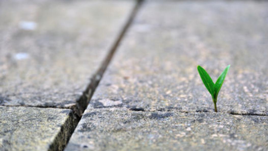 perseverance article pic