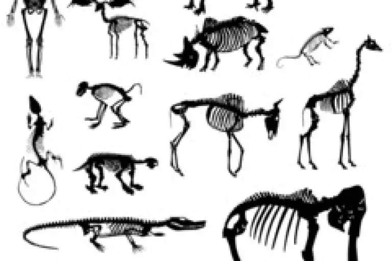 pets